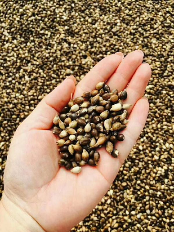 服藥期間可以飲用“懷府薏康堂”系列茶飲嗎？