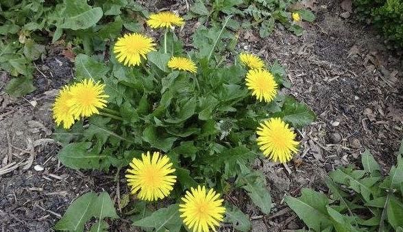 河南益康堂實(shí)業(yè)有限公司雞年送祝福啦?。?！