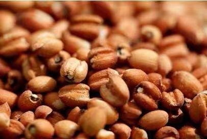 “懷府薏康堂”為什么不做薏米粉？